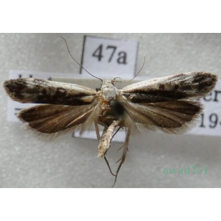 Anacampsis blattariella (Hübner, 1796) Czech47a